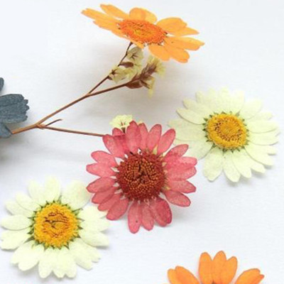 分享DIY材料创意手工押花花瓣的美图