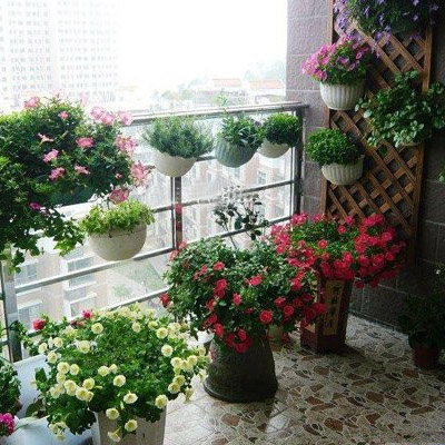 让植物在阳台上尽情的生长吧