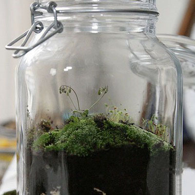 创意漂亮的苔藓瓶景手工DIY欣赏