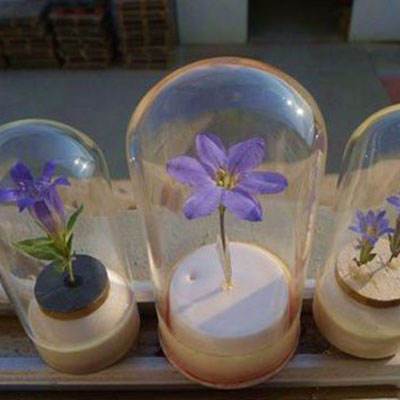 创意手工DIY玻璃杯里面的小花标本