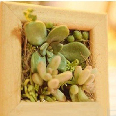 创意利用植物来装饰相框的DIY产品