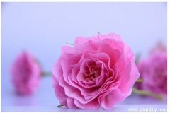 手工纸艺DIY创意制作漂亮的粉色皱纹纸花朵